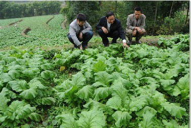 左权土地流转再现上武蔬菜风采