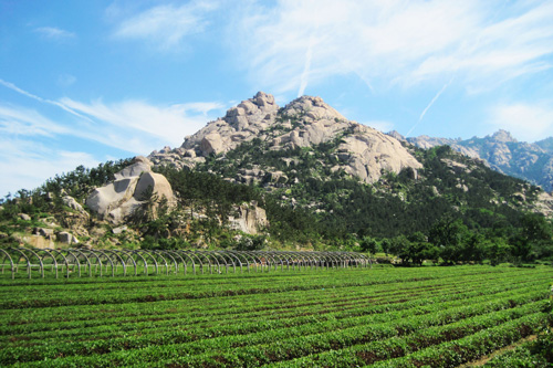 青岛崂山晓阳春茶名扬天下